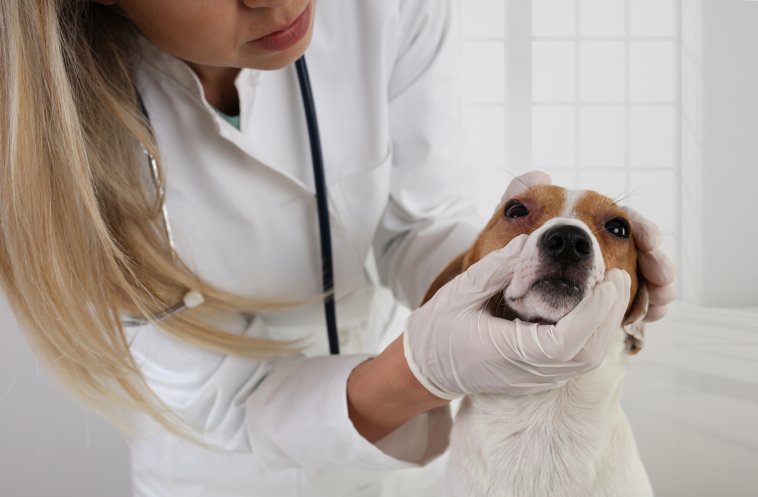 An Overview Of Allergies In Dogs- Causes, Symptoms, And Treatment Options